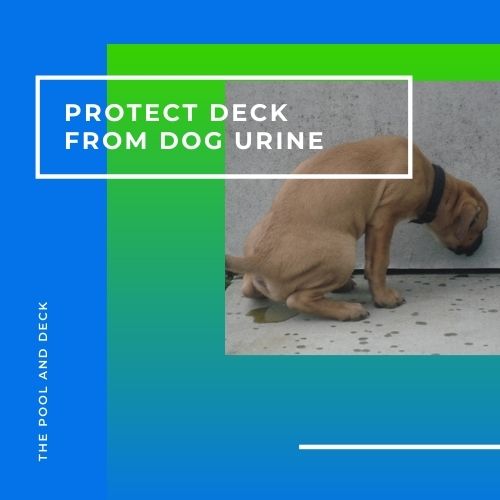 How To Protect A Deck From Dog Urine? (The Best Way!)