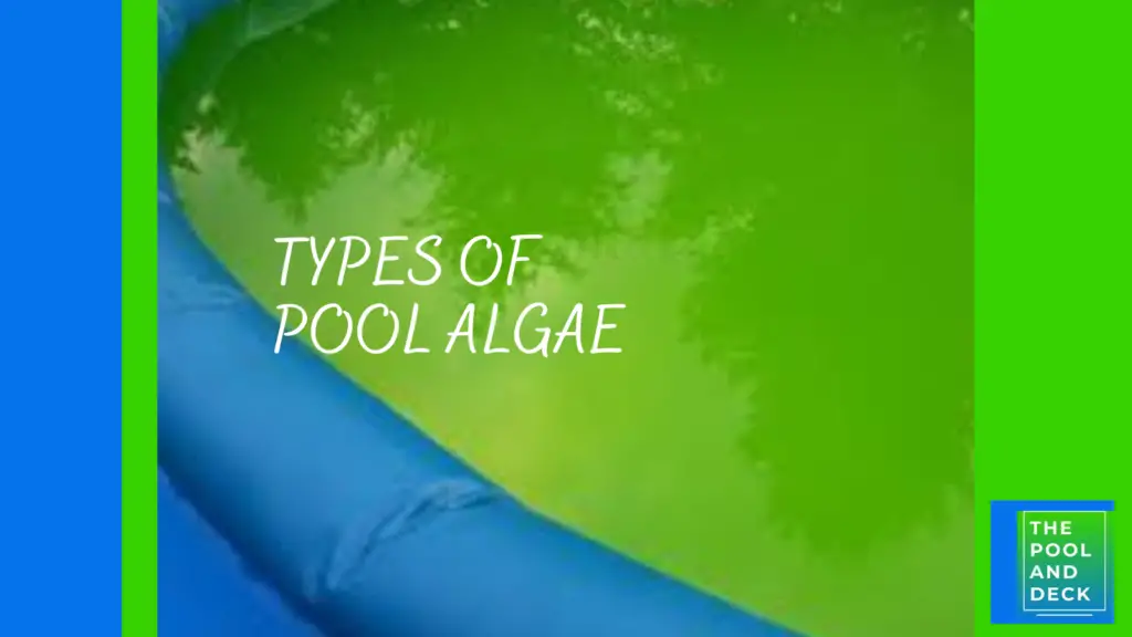 Types of Pool Algae