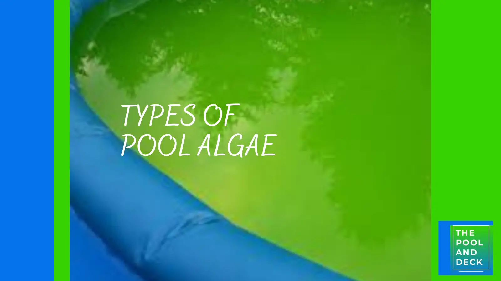 Types of Pool Algae: A Comprehensive Guide