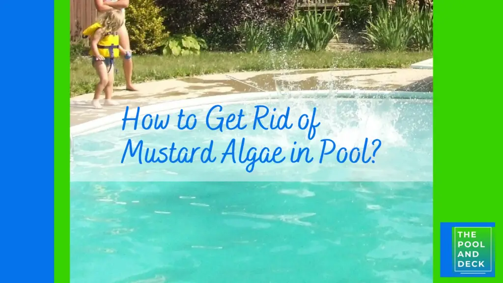 How to Get Rid of Mustard Algae in Pool?
