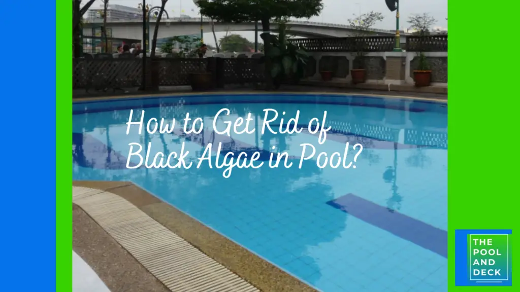 How to Get Rid of Black Algae in Pool?